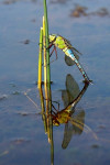 Grote keizerlibel (Anax imperator), Loofles